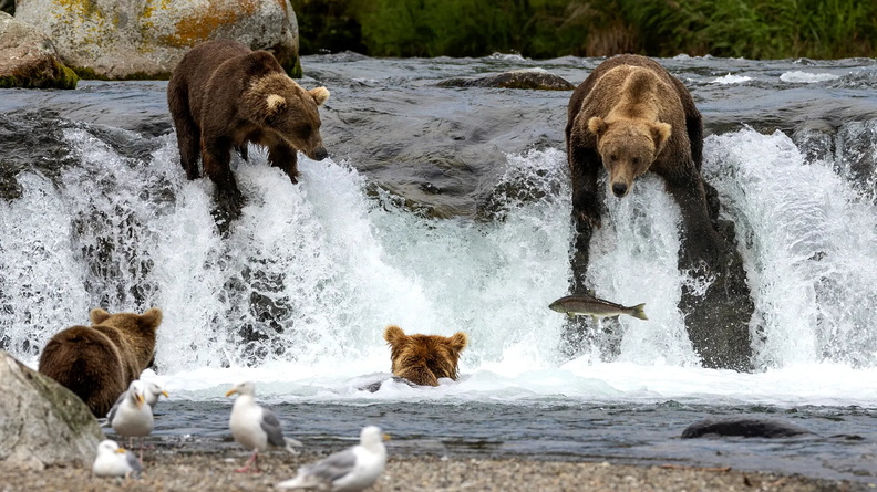 Brown Bears fish for sockeye salmon at Brooks Falls, Katmai National Park + Preserve, Alaska